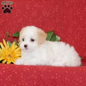 Tulip, Maltipoo Puppy